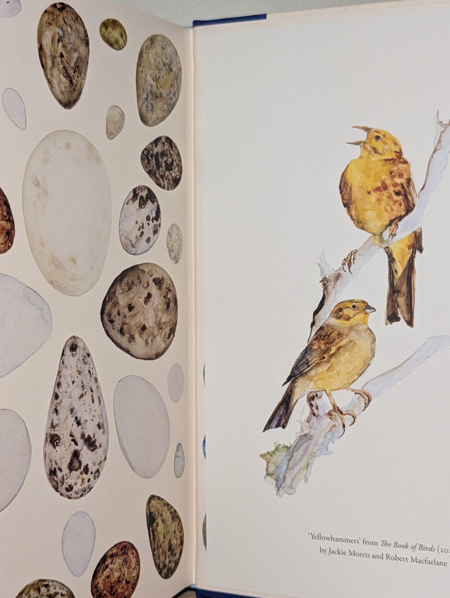 The Book of Birds by Robert Macfarlane (Signed First Edition with print) - Fialta Books